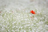 palettblad blomma