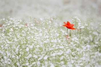 palettblad blomma