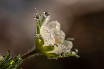 fläta palettblad