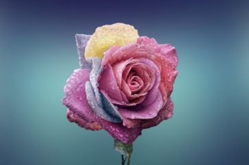 buske med vita blommor